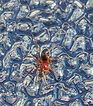 peatland sheetweb weaver