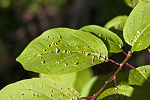 plum finger gall mite