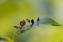 plum finger gall mite