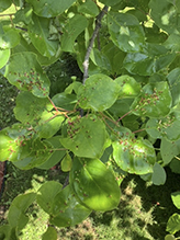 plum finger gall mite