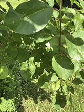 plum finger gall mite