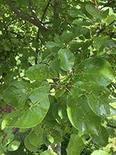 plum finger gall mite