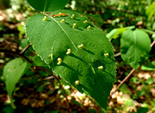 plum finger gall mite