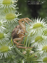 recumbent ground crab spider