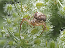 recumbent ground crab spider