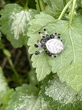 shamrock orbweaver