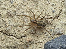 shore spider 02