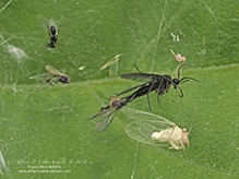 spider (order Araneae)