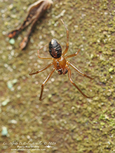 spider (order Araneae)