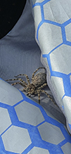 striped fishing spider