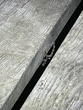 striped fishing spider