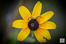 white-banded crab spider