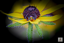 white-banded crab spider