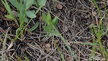 wolf spider (family Lycosidae)