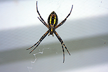 banded argiope
