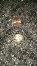 barn spider