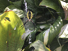 black and yellow argiope
