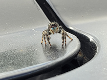 brilliant jumping spider