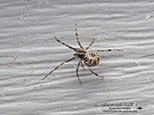 common house spider