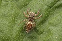 common white-cheeked jumping spider