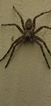 fishing spider (Dolomedes sp.)