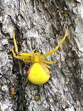 goldenrod crab spider