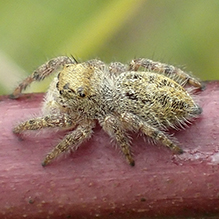 grayish jumping spider