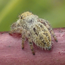 grayish jumping spider