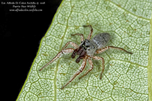 jumping spider (Tutelina sp.)