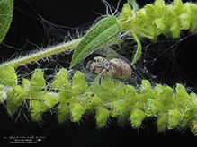 jumping spider (Family Salticidae)