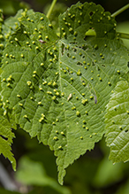lime nail gall mite