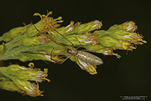 longjawed orbweaver (Tetragnatha sp.)