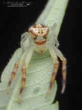 northern crab spider