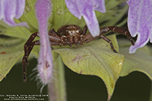 punctated ground crab spider