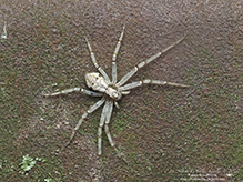 running crab spider (Philodromus sp.)