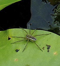 six-spotted fishing spider