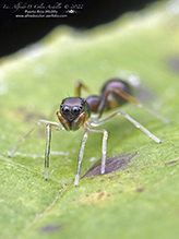slender ant-mimic jumping spider