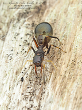 slender ant-mimicking jumping spider