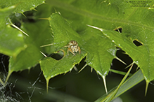 spotted white-cheeked jumping spider