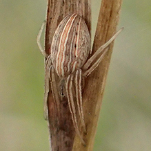 striped orbweaver