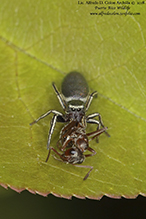 thin-spined jumping spider