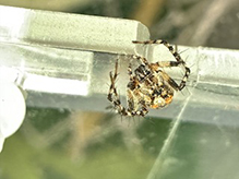 western lynx spider