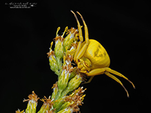 white-banded crab spider
