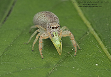 white-jawed jumping spider