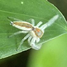 white-jawed jumping spider