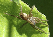 wolf spider (Family Lycosidae)