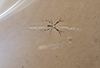 black and yellow argiope