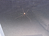 common harvestman