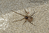 common house spider