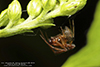 common house spider